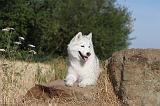 SIBERIAN HUSKY 004